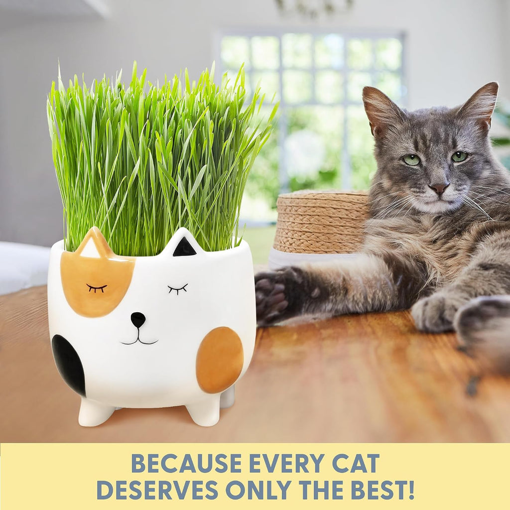 The Cat Ladies Cat Grass for Indoor Cats, Cat Grass Growing Kit with Organic Cat Grass Seed Mix, Soil and Ceramic Cat