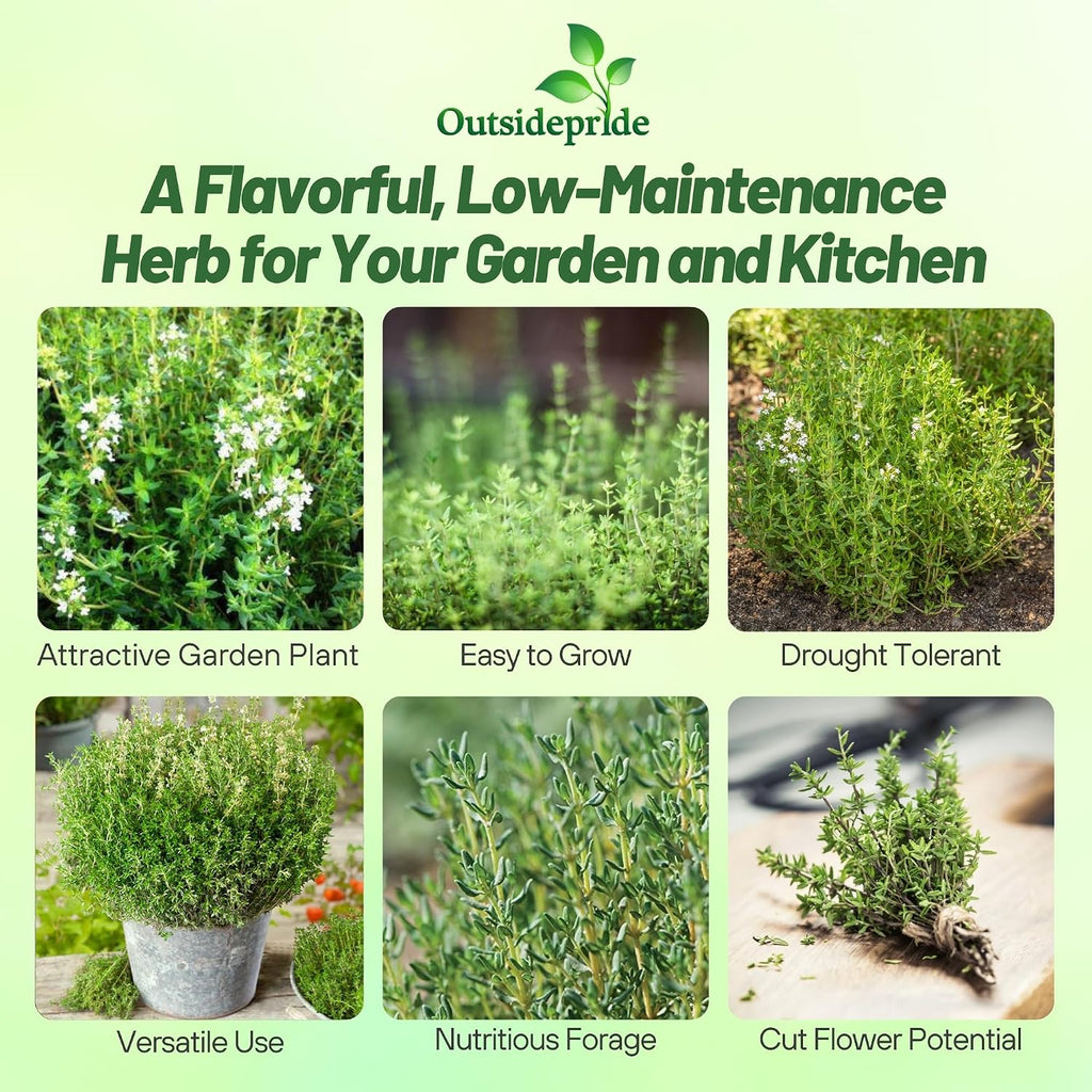Outsidepride German Winter Thyme Seeds - 1/4 lb, Perennial, Hardy, Heat & Drought-Tolerant Herb Seeds for Planting for