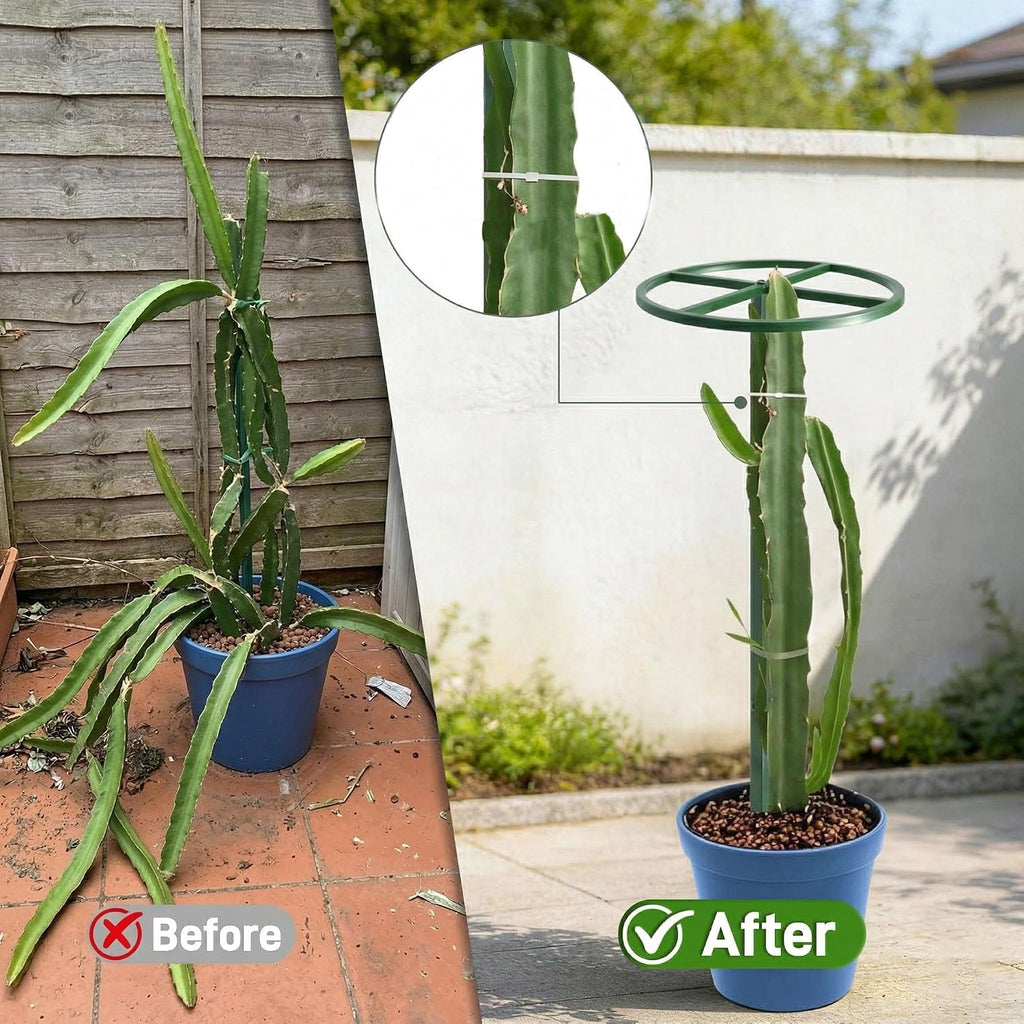 61" Adjustable Dragon Fruit Trellis, Round Ring, Green | Top apex ring supports fruit. Anti-tipping cross-base sits