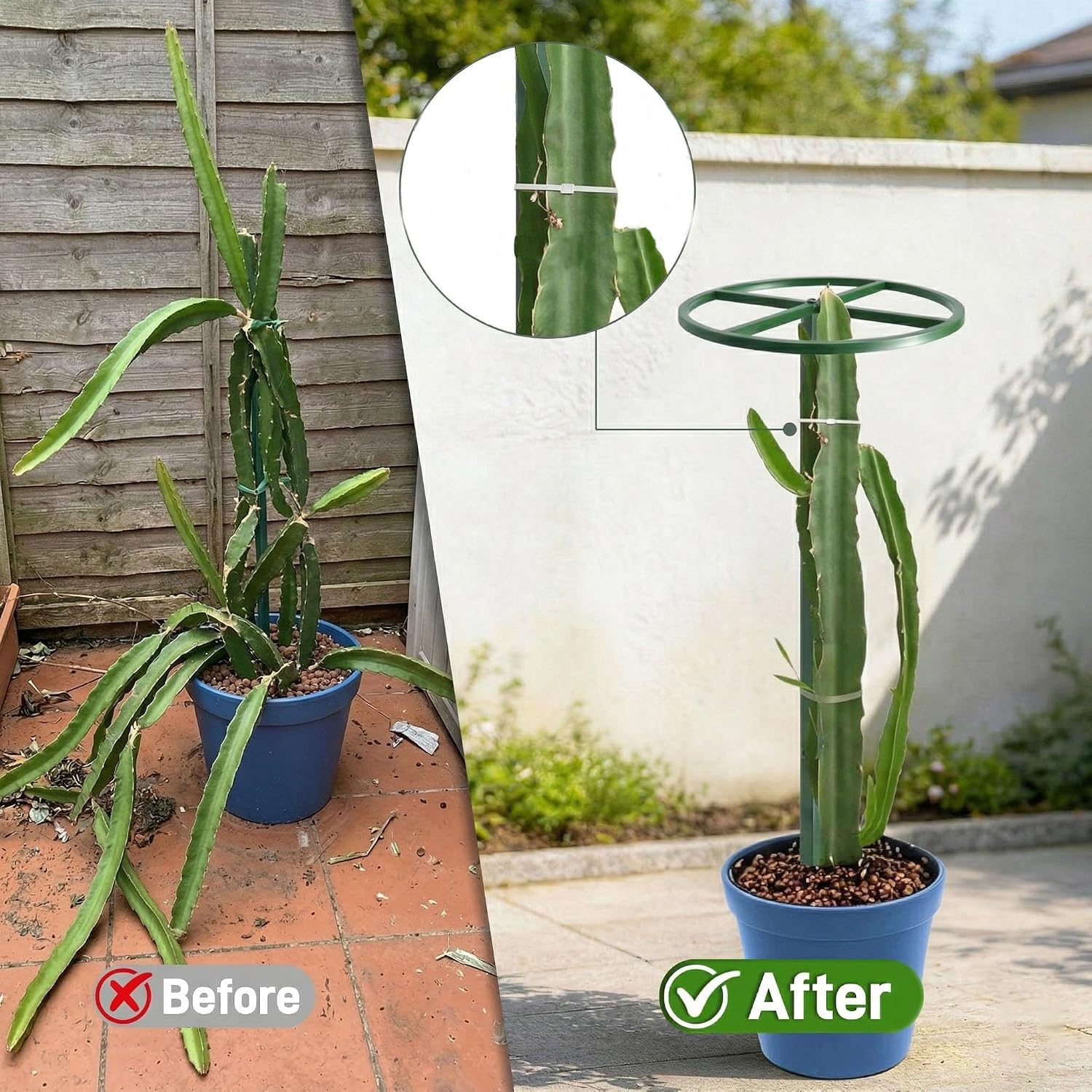 61" Adjustable Dragon Fruit Trellis, Round Ring, Green | Top apex ring supports fruit. Anti-tipping cross-base sits