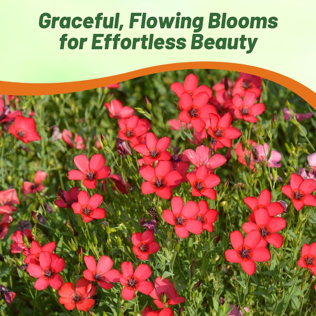 Outsidepride Scarlet Flax Seeds - 1 lb Annual Flower Seeds for Planting, Self-Seeding, Drought-Tolerant w/Compact