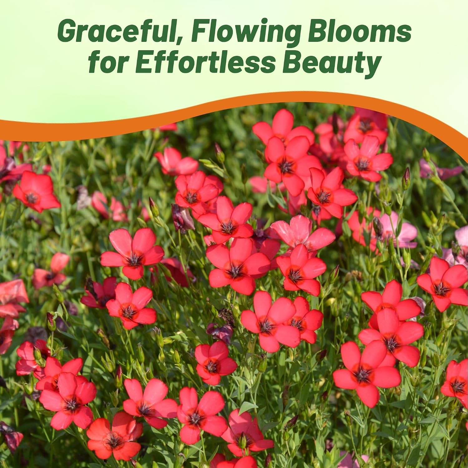 Outsidepride Scarlet Flax Seeds - 1 lb Annual Flower Seeds for Planting, Self-Seeding, Drought-Tolerant w/Compact