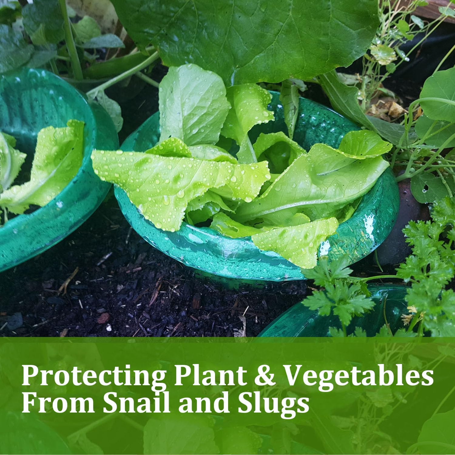 Fshow Slug & Snail Collars,30pcs Snail Garden Cloches,Snail Collar Protects Plants to Get Better.