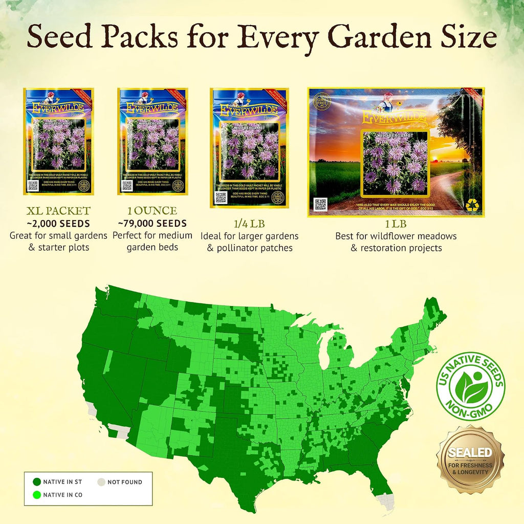 Everwilde Wild Bergamot Seeds 1/4 lb – Native Perennial Wildflower – Attracts Bees, Butterflies & Hummingbirds –