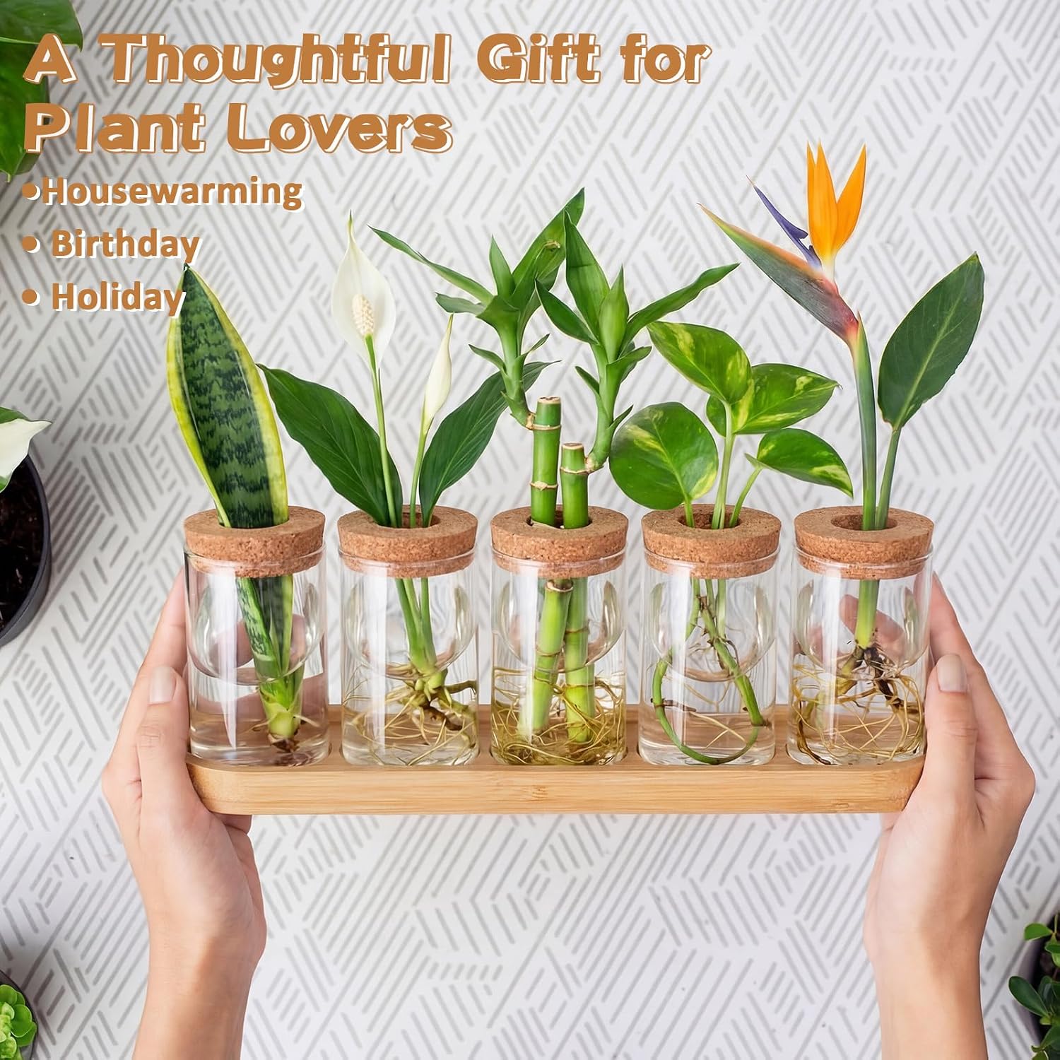Zhehao 5 Pack Plant Propagation Station Hydroponic Glass Jar Terrarium with Cork Lids Bamboo Tray Desktop Planter for