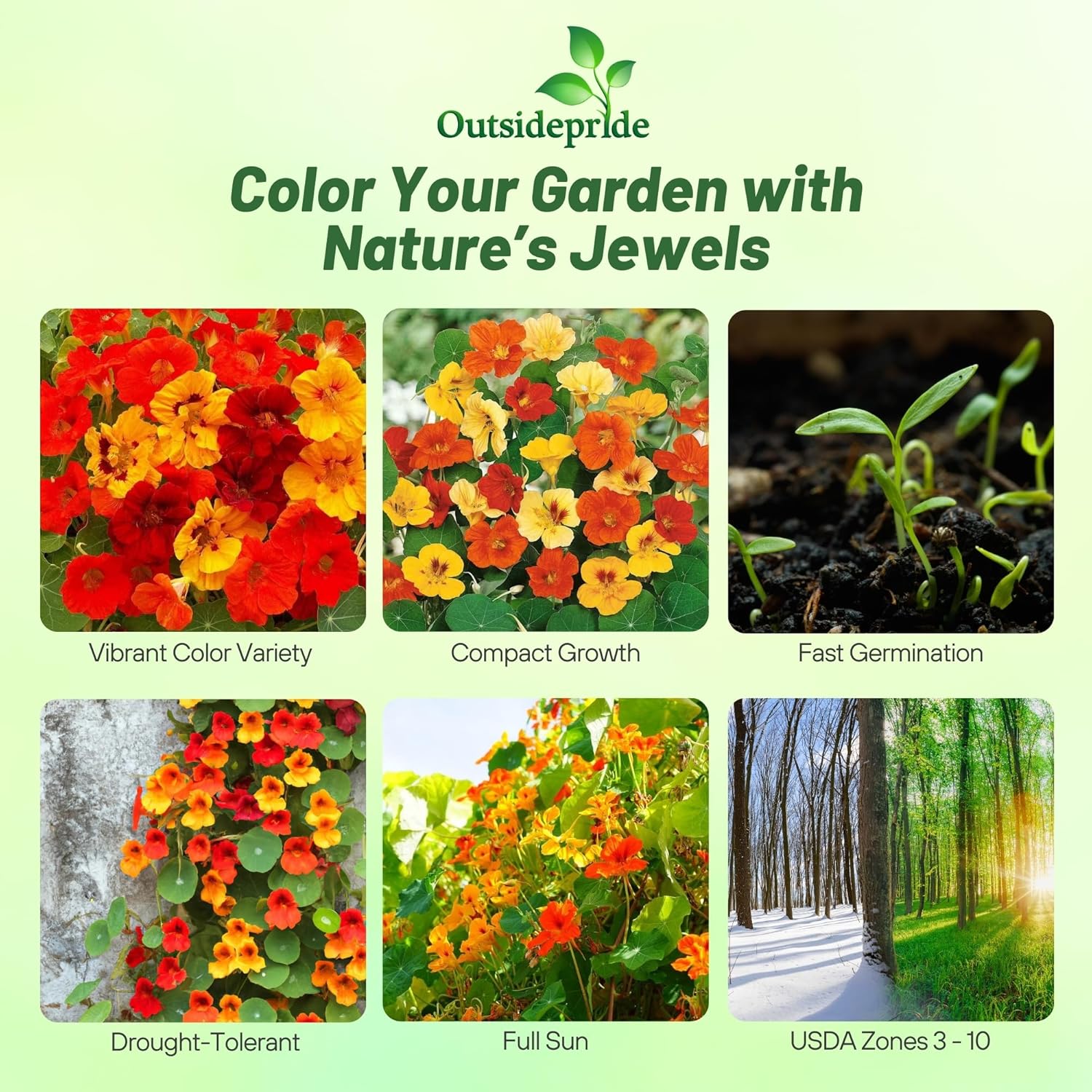 Outsidepride Jewel Mix Nasturtium Seeds - 5 lbs. Annual, Easy to Grow & Versatile, Flower Seeds for Planting Vibrant