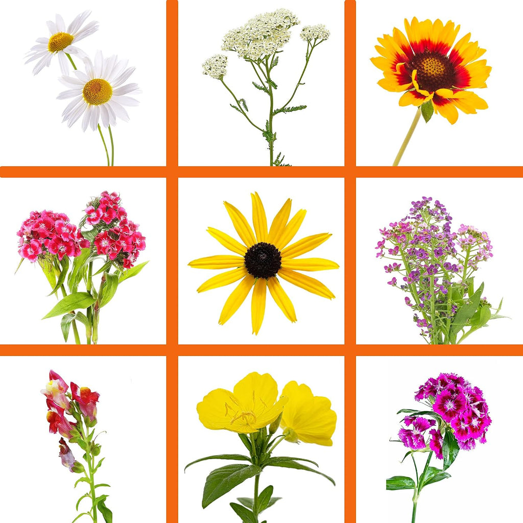 Sustainable Seed Co Wildflower Seed Bulk 2 oz 80,000 Seeds Drought-Tolerant | Mix with 20 Varieties
