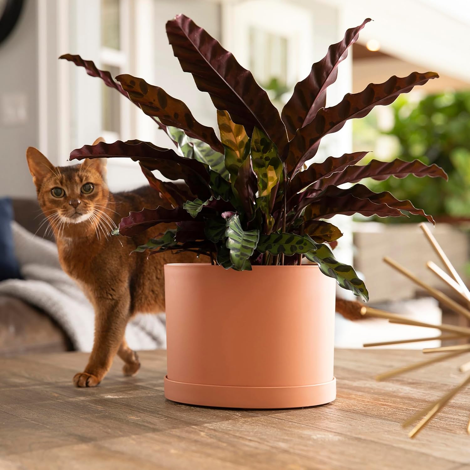 Bloem Mathers Planter w/Saucer Tray 8" Muted Terra Cotta