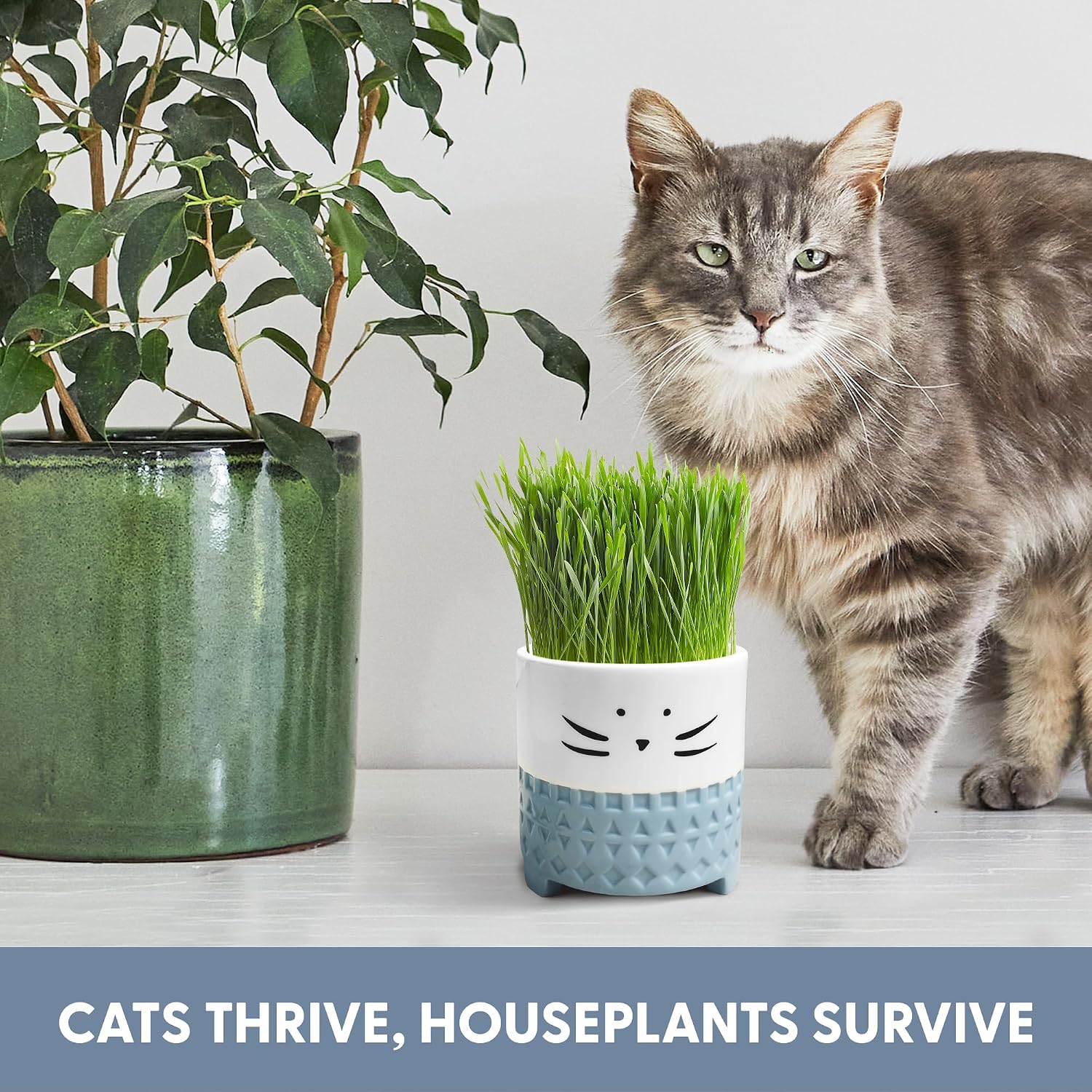 The Cat Ladies Cat Grass for Indoor Cats, Cat Grass Growing Kit with Organic Cat Grass Seed Mix, Soil and Ceramic Cat
