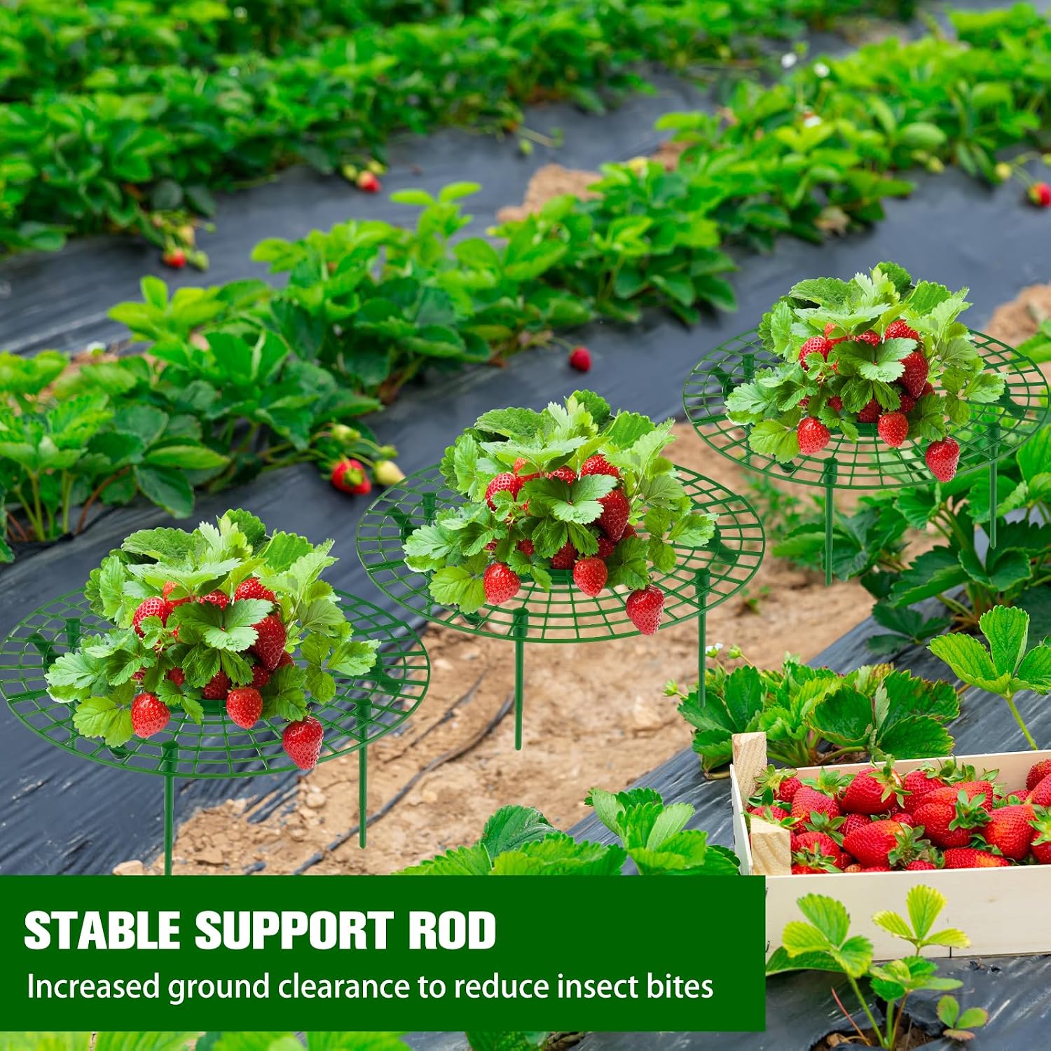 Irenare 12 Pack Strawberry Plant Support with Plant Labels Large Size Strawberry Growing Racks Growing Frame Stand