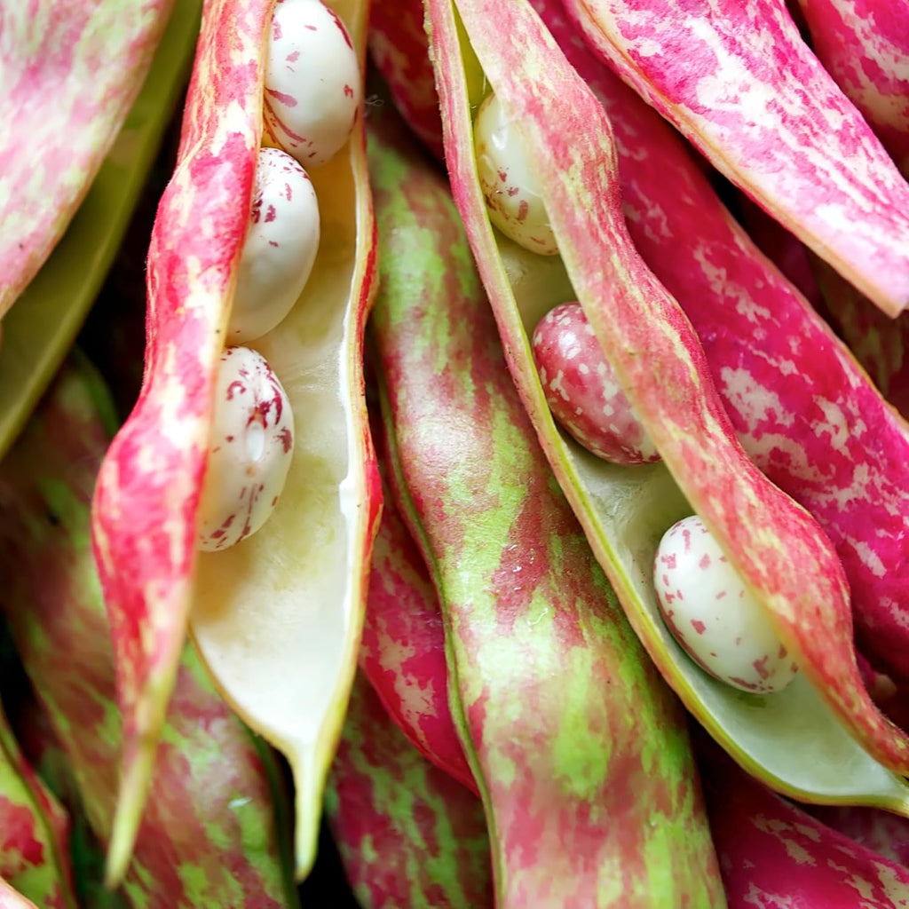 Organic Pinto Bean Seeds - USDA Organic, Non-GMO, Open Pollinated, Heirloom, USA Origin (5 Packets - 100 Grams - Approx