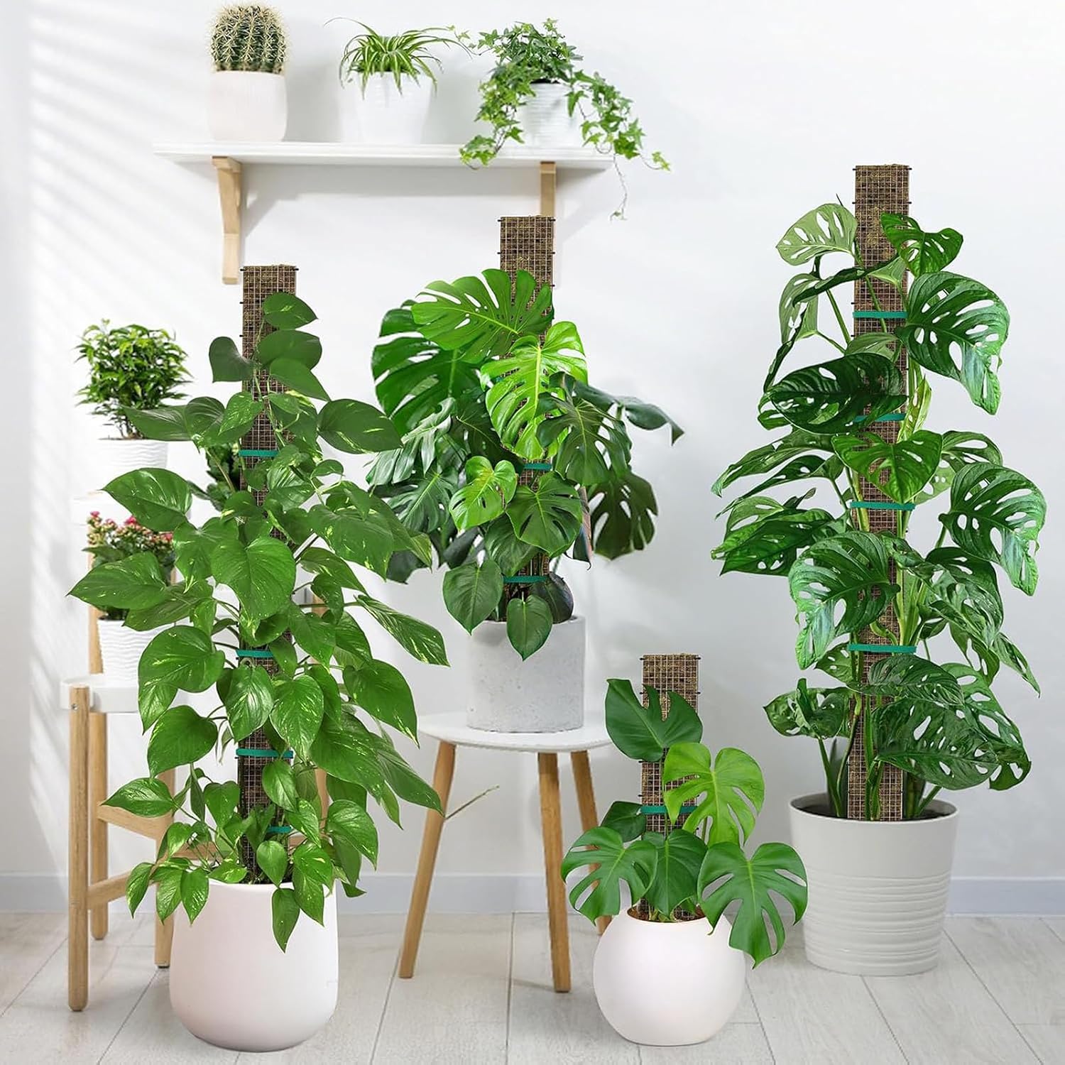 Moss Pole DIY Kit, D Shape Sphagnum Moss Pole Monstera Plant Support for Climbing Plants, DIY Plant Stakes Work with