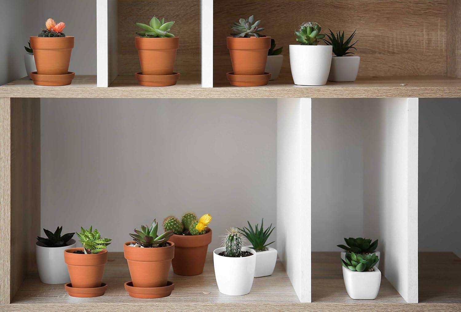 D'vine Dev 18-Pack Terracotta Plant Pots with Saucers, 3 in, 588-A-1-3 | High-Temperature Fired, Unglazed Terracotta