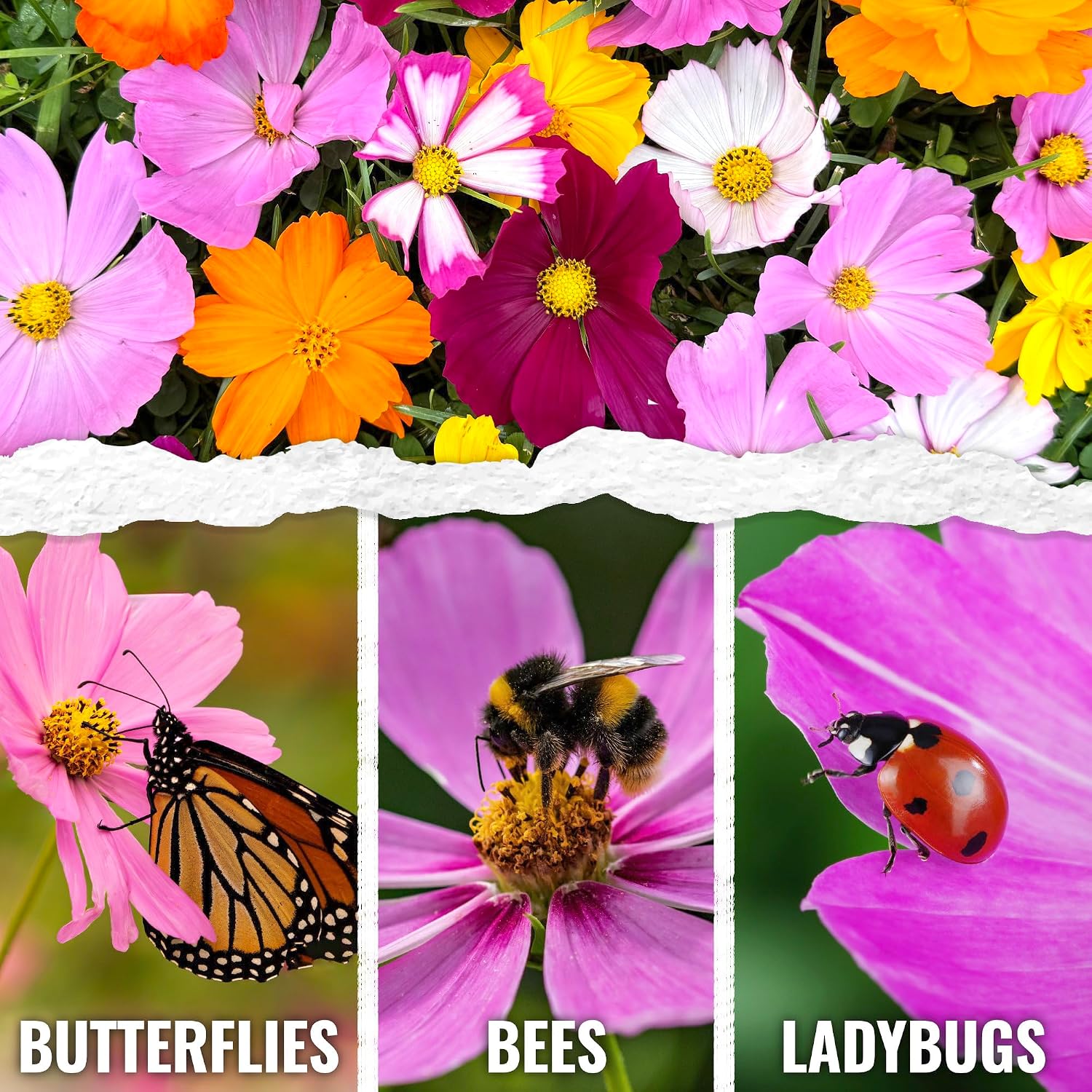 Seed Needs Flower Seeds Cosmos Crazy Blend No Filler 10+ Varieties Cosmos | 1 Pound Cosmo Bipinnatus Open Pollinated