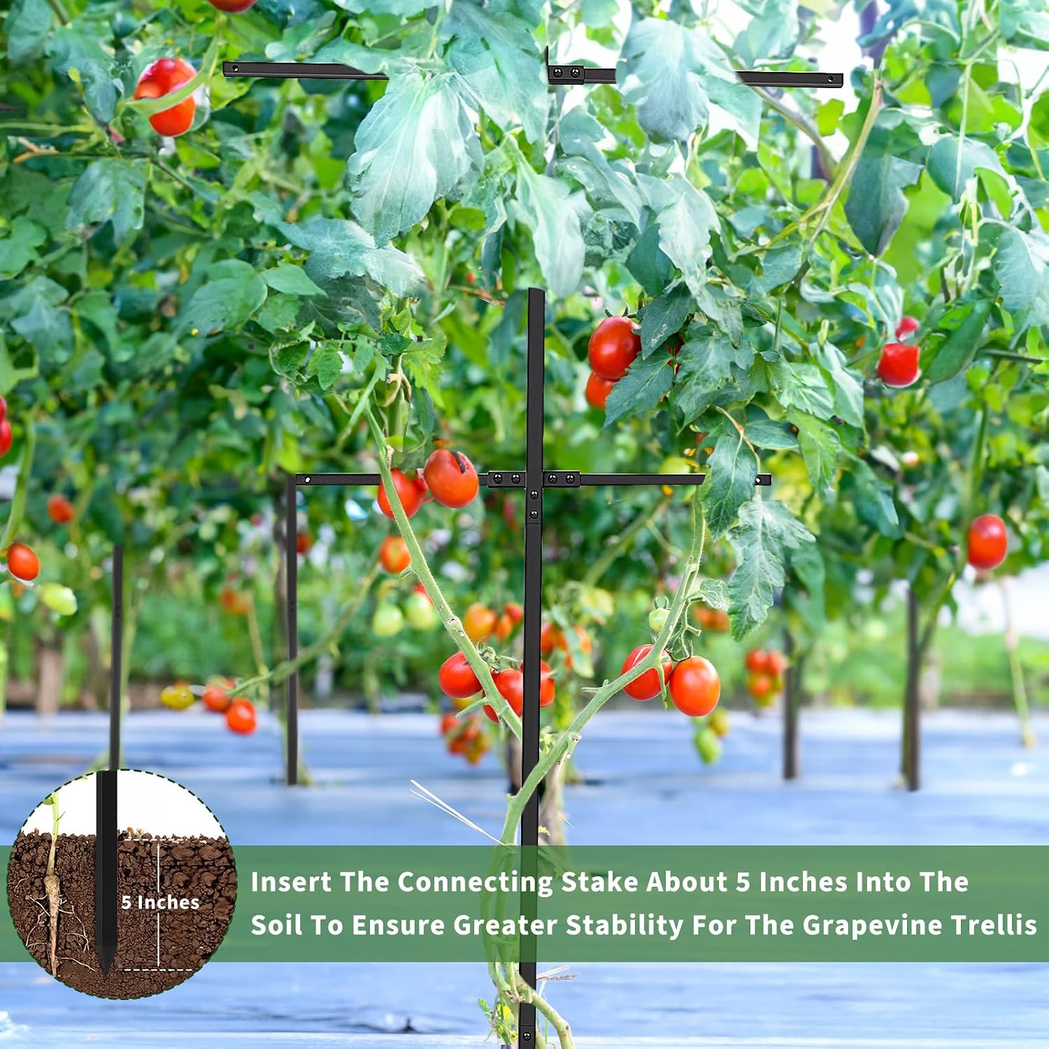 2 Pack Metal Detachable Raspberry & Grape Vine Trellis for Climbing Plants, Heavy-Duty 7 Ft Tall Large Vineyard Trellis