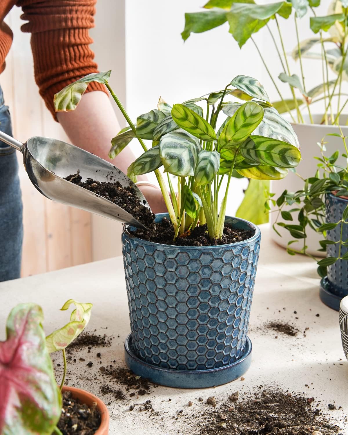 LE TAUCI Ceramic Pots for Plants, 5.5 Inch Plant Pots with Drainage and Saucer, Indoor Plant Pots for Succulents, Snake