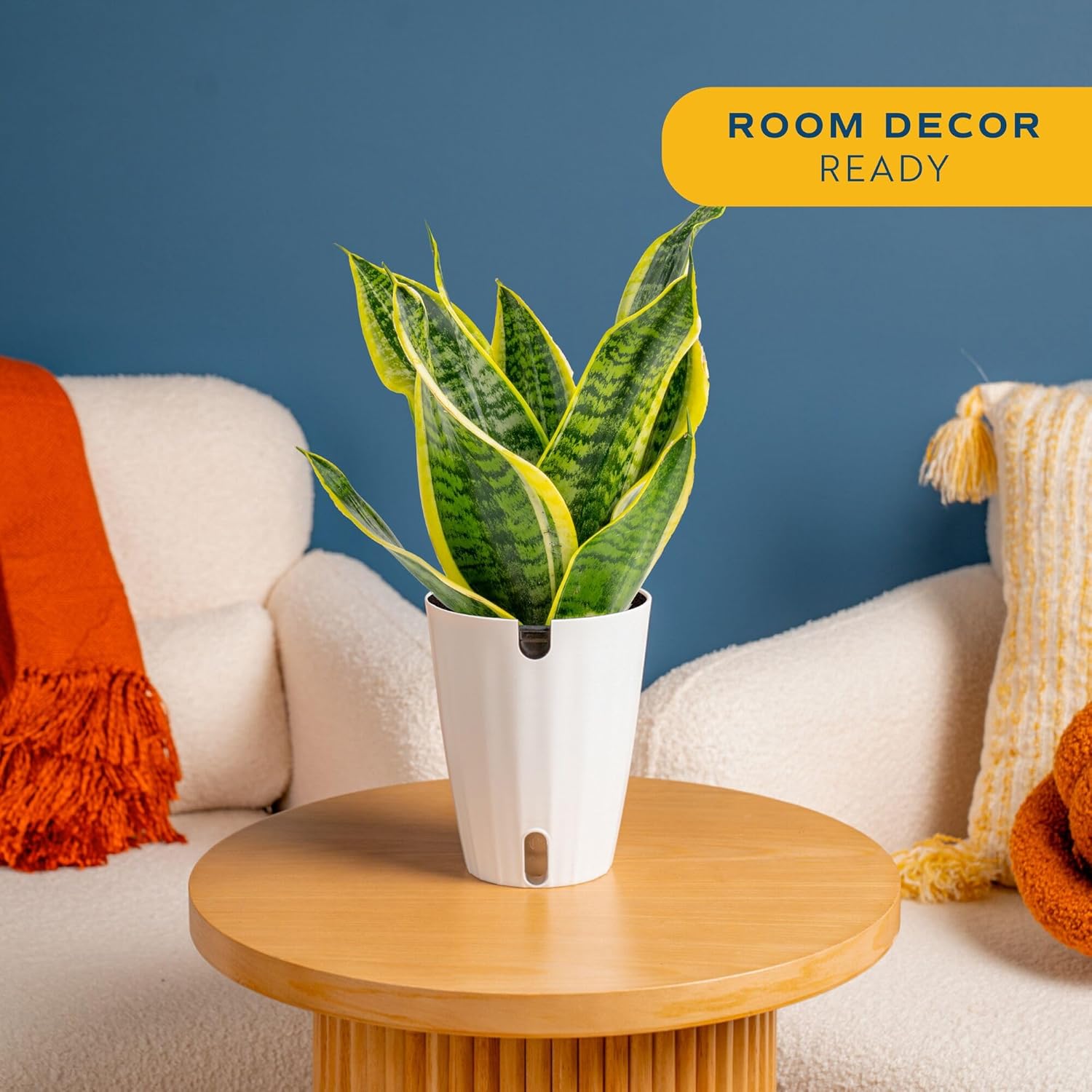Costa Farms Snake Plant, Live Indoor Plant, Air Purifying, Easy Low Light | Nearly indestructible and thrives in low
