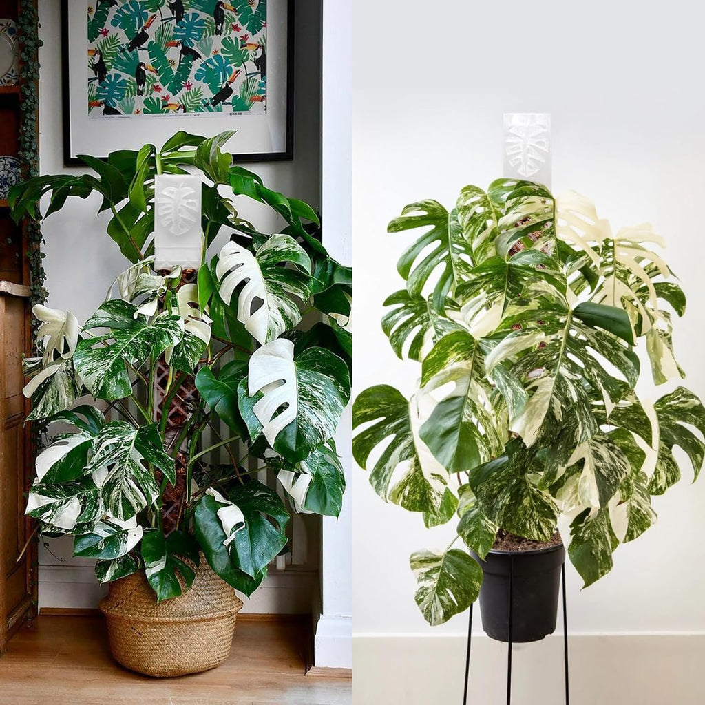 4 Psc 9 Inch D Shaped Moss Pole with Watering Dripper, Plastic Moss Poles for Climbing Plants, Sturdy Monstera Plant