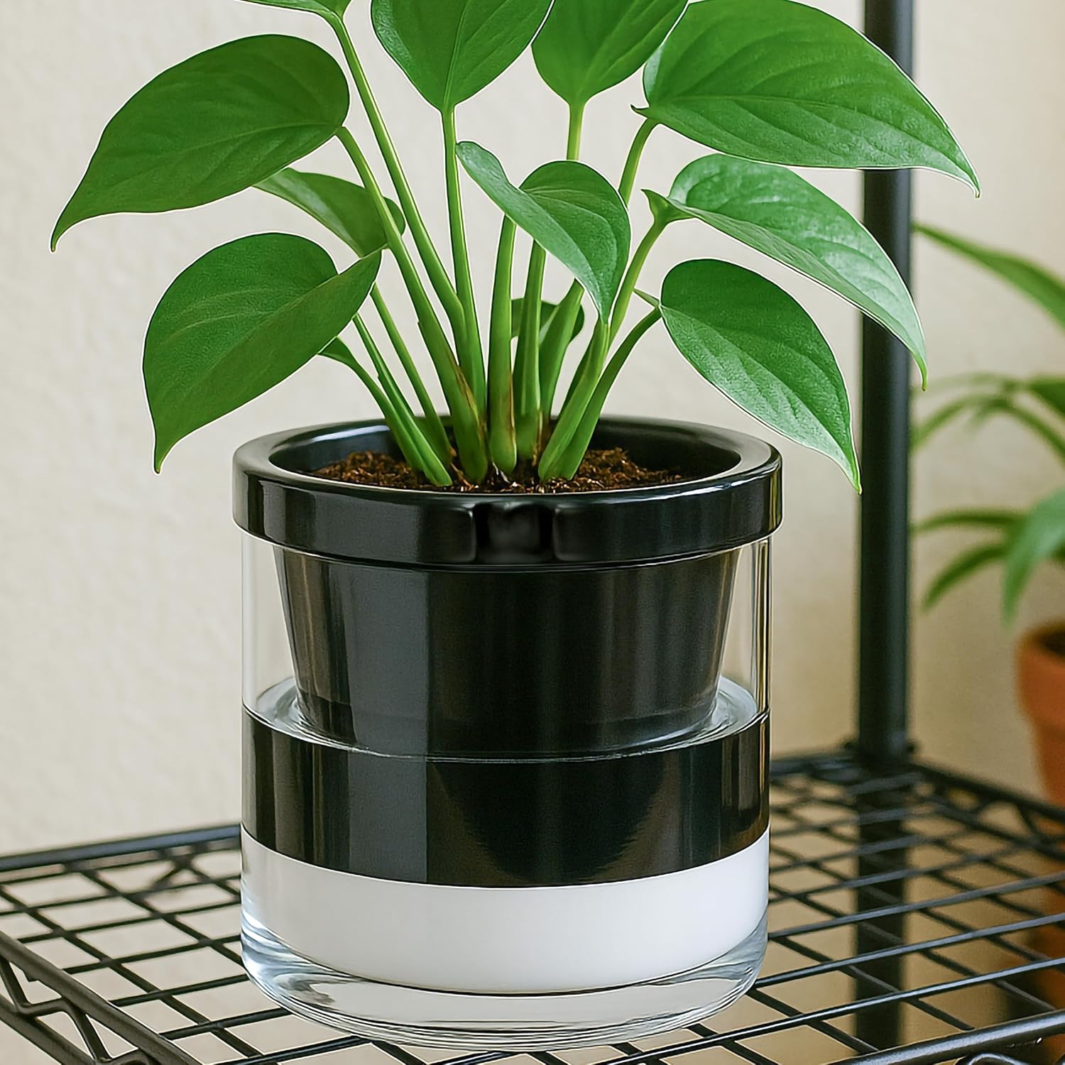 D'vine Dev Self-Watering Black Terracotta Planter Pot, 8 in, 37-X-C-3 | Terracotta & Glass Design, Clear Water