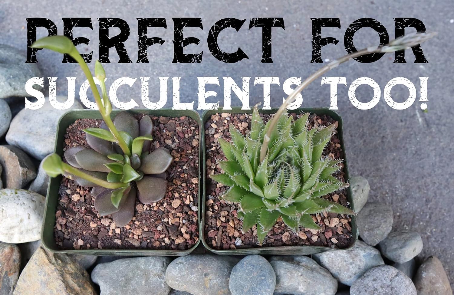 High Drainage Cactus Soil Potting Mix with Mycorrhizal Fungi - 8 Pounds / 4 Quarts of Soil for Succulents and Cactus