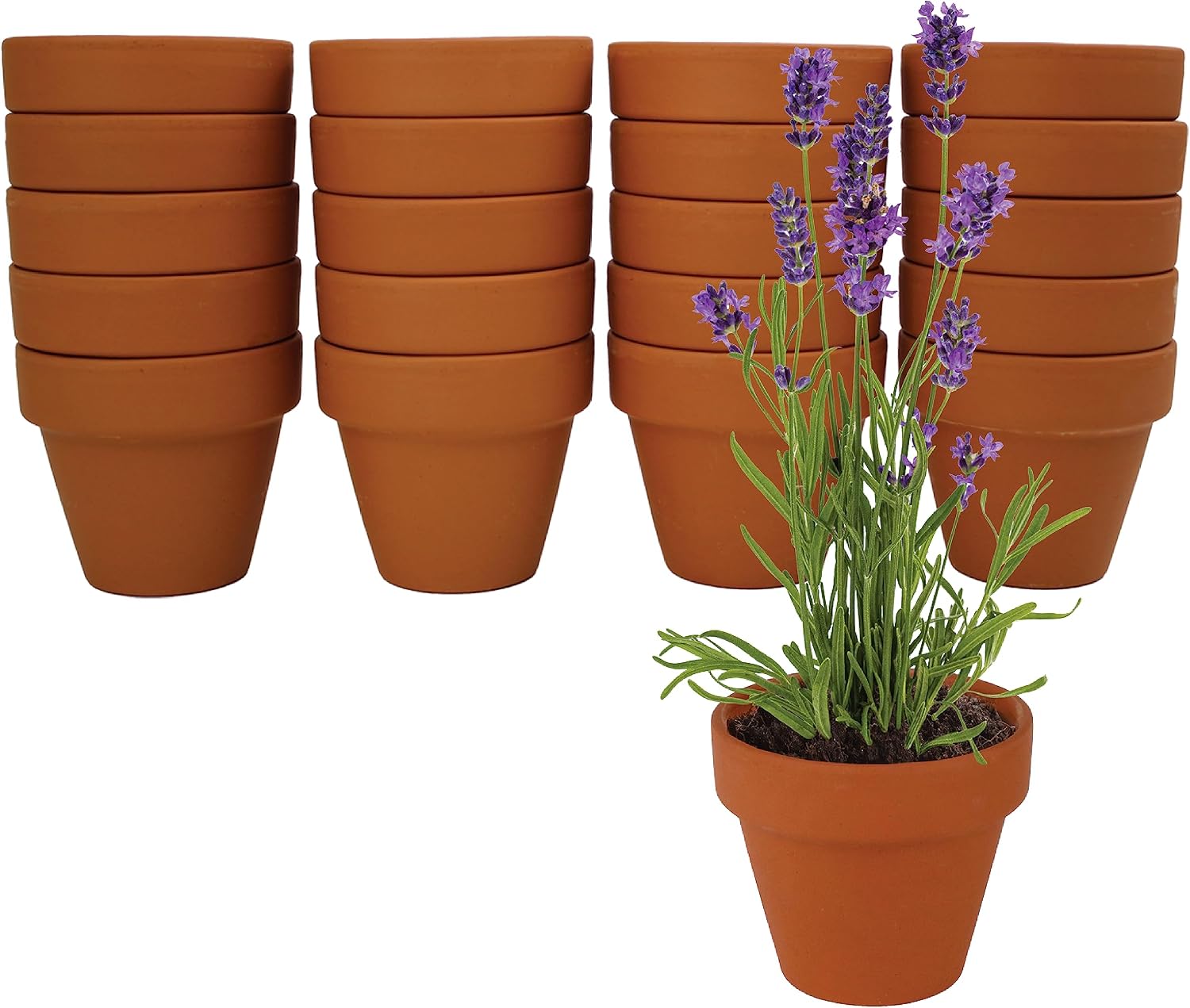BUZZY Seeds Mini Terracotta Lavender Grow Kit, Assorted 20-Pack - Mini Terracotta Pot Grow Set - 100% Grow Guarantee