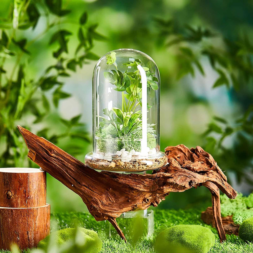 1 PC 5.9 x 7.9 Inch Glass Terrarium Dome Cloche with Air Hole & Glass Base, Clear Terrarium Containers Ventilated Plant