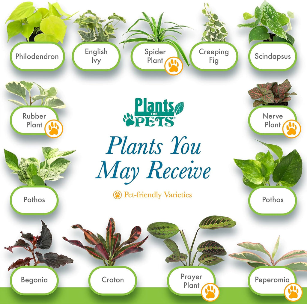Easy to Grow Houseplants (6PK), Live House Plants in Plant Containers, Growers Choice Plant Set in Planters with