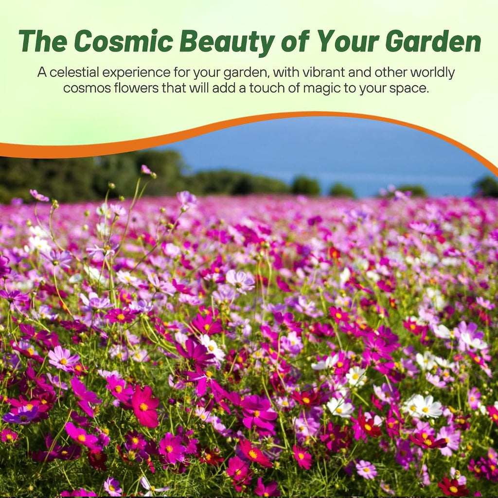 Outsidepride Sensation Mix Cosmos Bipannatus Seeds - 1 lb. Annual, Drought-Tolerant, Self-Sowing, Mixed Flower Seeds