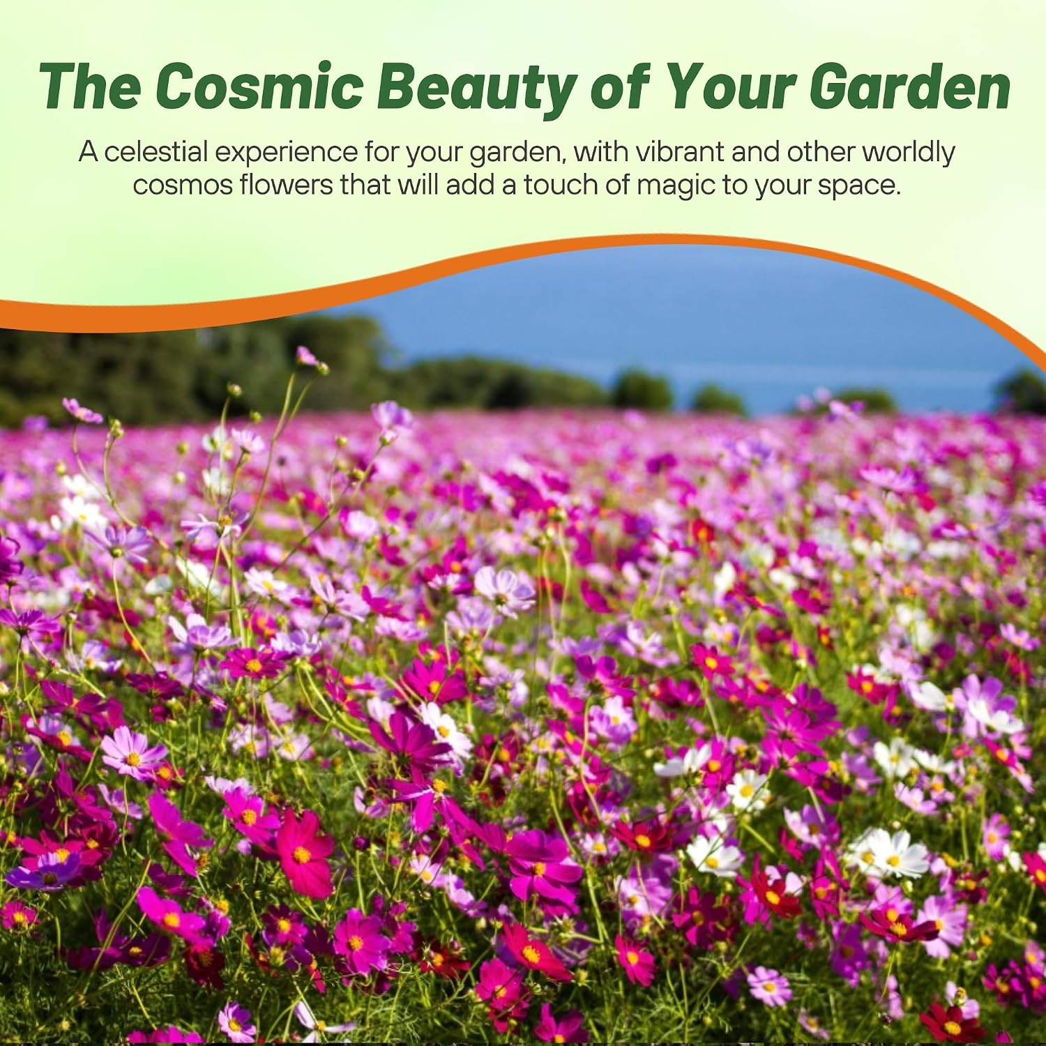 Outsidepride Sensation Mix Cosmos Bipannatus Seeds - 1 lb. Annual, Drought-Tolerant, Self-Sowing, Mixed Flower Seeds
