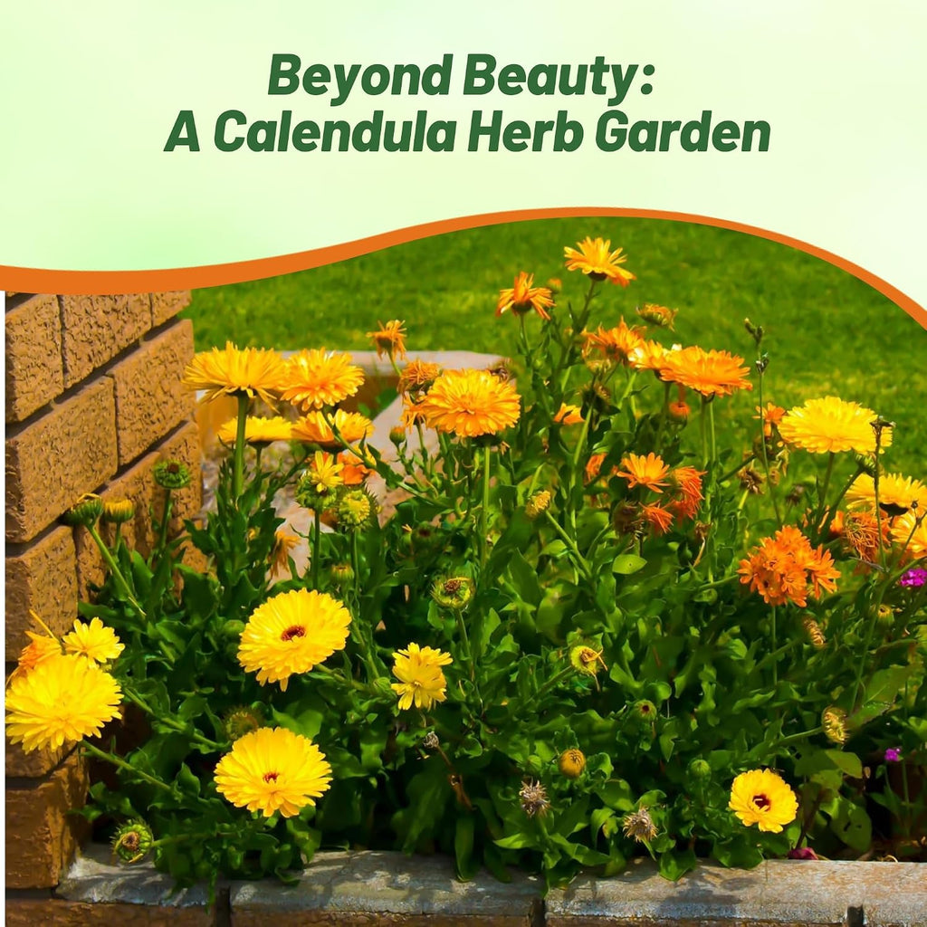 Outsidepride Mix Calendula Seeds - 5 lb. Annual Edible Flower Seeds for Planting for Dishes & Wellness Uses, with
