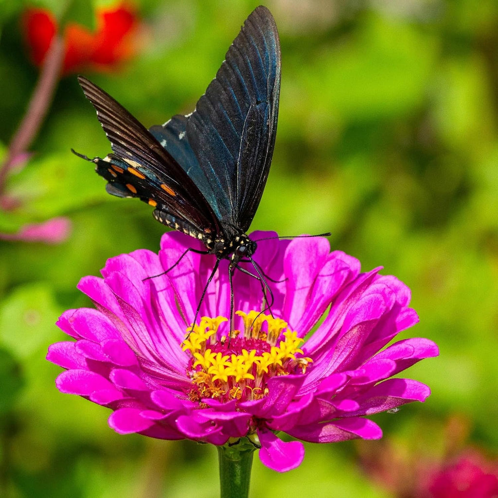 Zinnia Seeds California Giants Package of 10,000 Wildflower Seeds - Wild Flower Seeds Large Bright Blooms, Pure Non-GMO