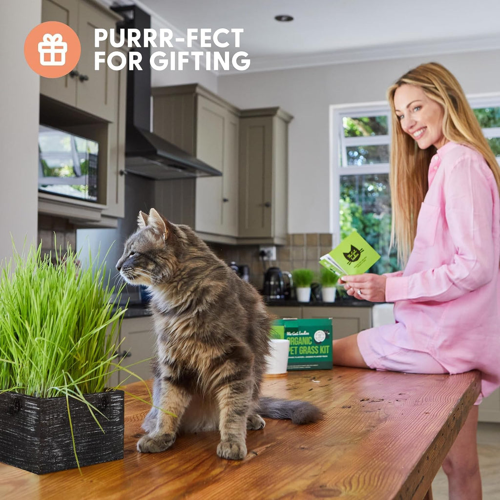 The Cat Ladies Cat Grass Kit with Black Rustic Wooden Planter, Organic Cat Grass Seeds and Soil. Easy to Grow Cat Grass