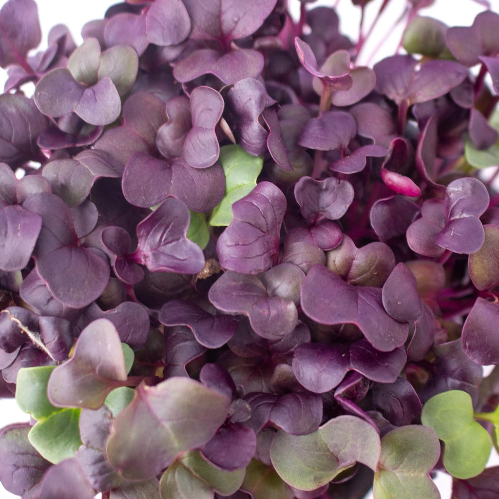 Mountain Valley Seed Co Purple Radish Microgreens Seed - 1 Lb ~42,800 Seeds | Premium, Non-GMO - For Growing Micro