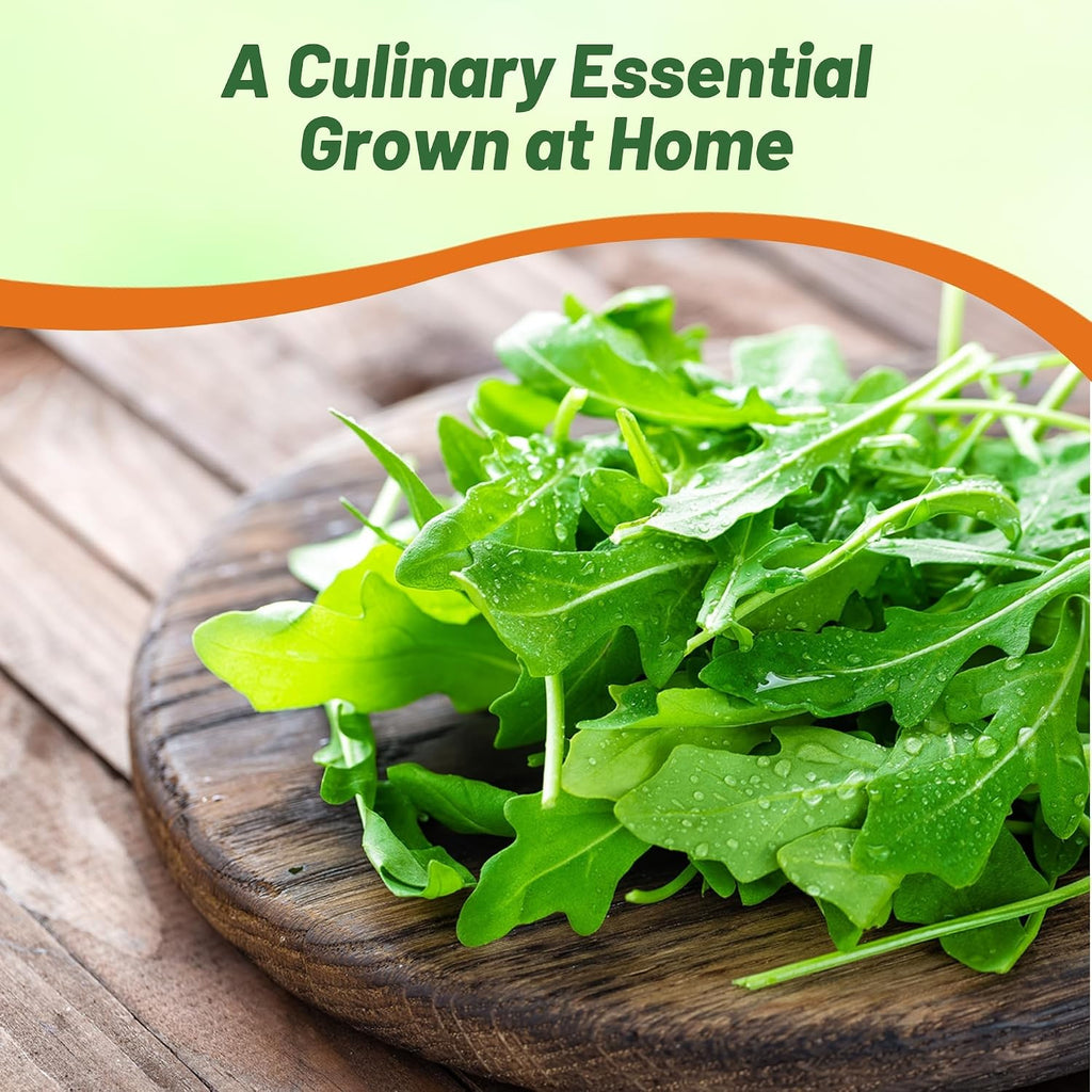 Outsidepride Arugula & Microgreens Seeds - 1 lb. Annual, Easy to Grow & Pollinator Friendly, Herb Seeds for Planting