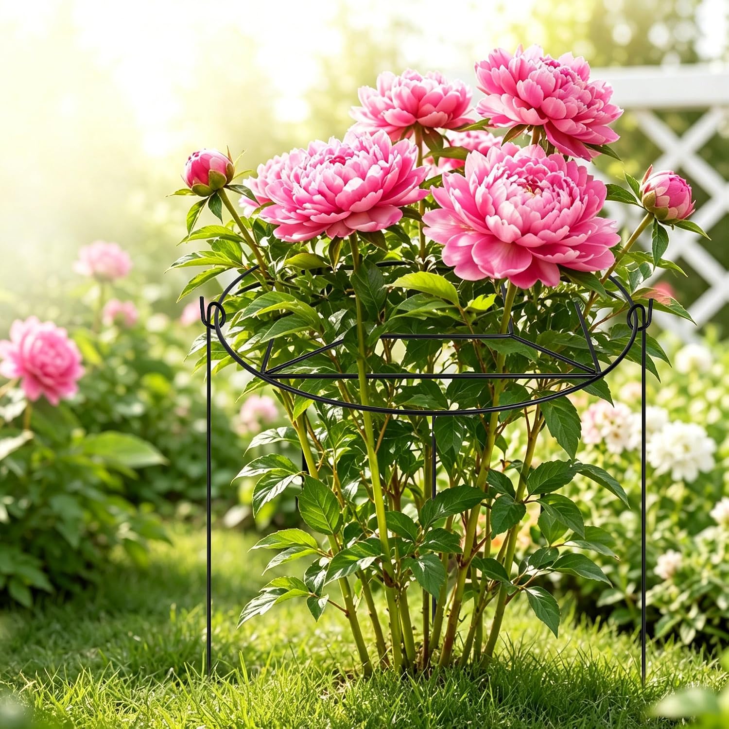 8 Pack Peony Cages and Supports with 100 Cable Ties and a Pair of Scissors | 12" D x 16" H Heavy Duty Metal Plant