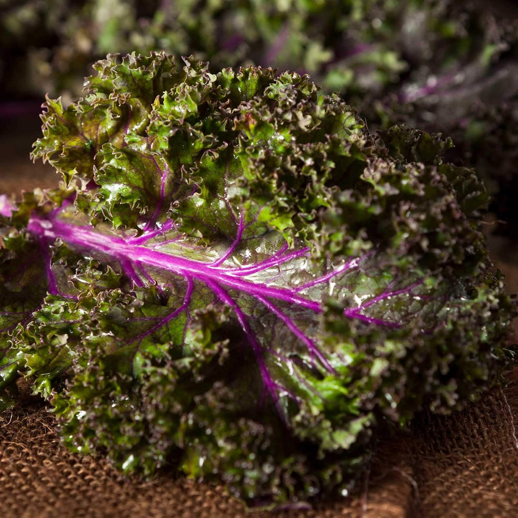 Mountain Valley Seed Co Red Russian Kale Seeds 1 Lb Non-GMO Vegetable | Garden & Microgreens Growing Seeds - Micro