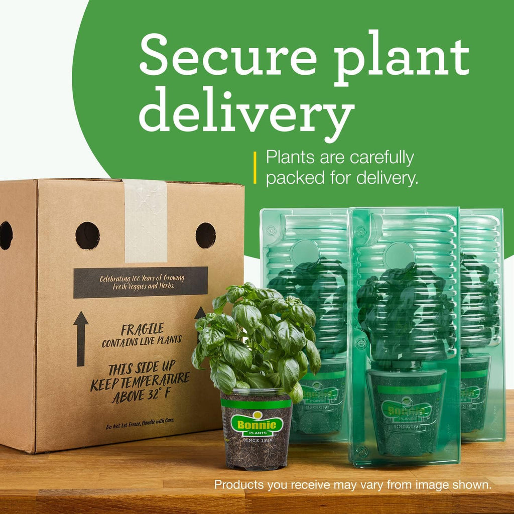 Bonnie Plants Catnip Live Herb Plants - 4 Pack, Pet Friendly, Grows Great In Containers, Fresh For Cats & Dries For Cat