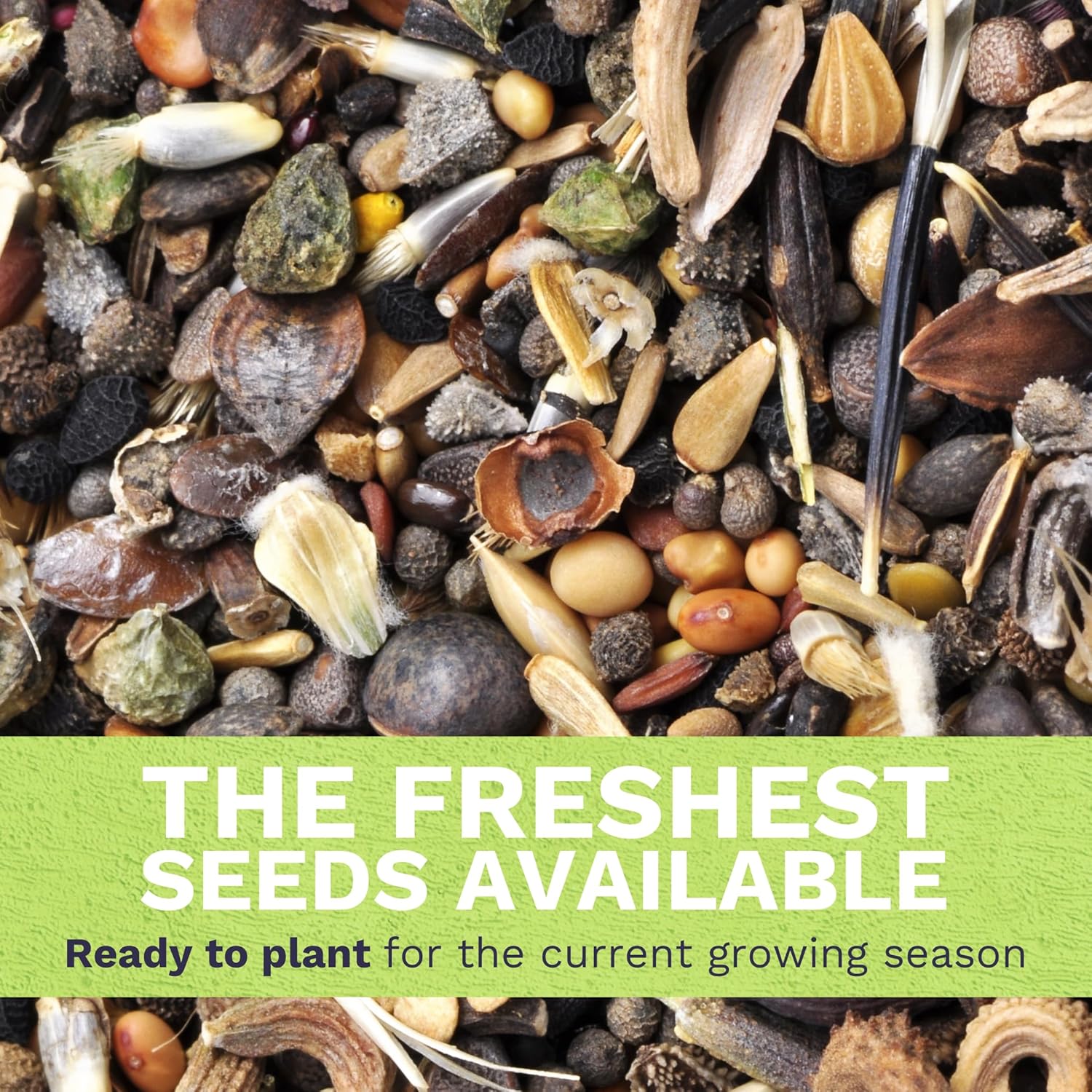 Hollyhock 'Chater's Double' Mix - Bulk 2 Ounce Pouch - 6,000 Flower Seeds for Planting - Alcea rosea