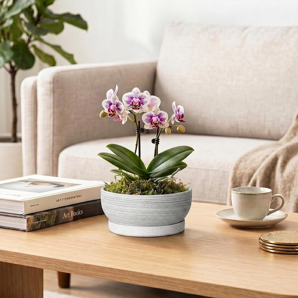 6 Inch Ceramic Succulent Planters with Saucer, Brushed Grey | Small Bonsai Tree Pots with Drainage Hole, Round Pots for
