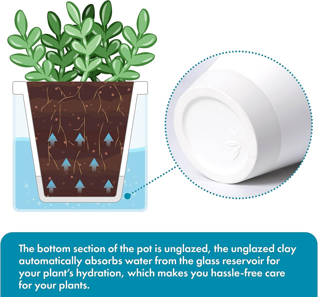 D'vine Dev Self-Watering White Terracotta Planter, 4 in, 2-Pack, 37-Y-A-2 | Terracotta & Glass Design, Clear Water