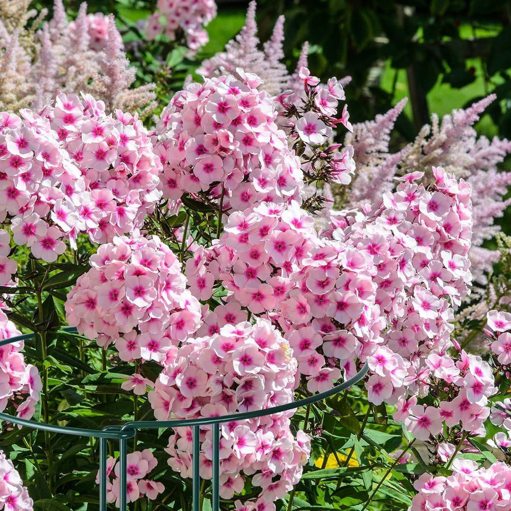 12 Pack 10" W x 32" H Plant Support Stakes, Large Peony Cages and Supports, Tall Peony Ring Supports, Garden Plant
