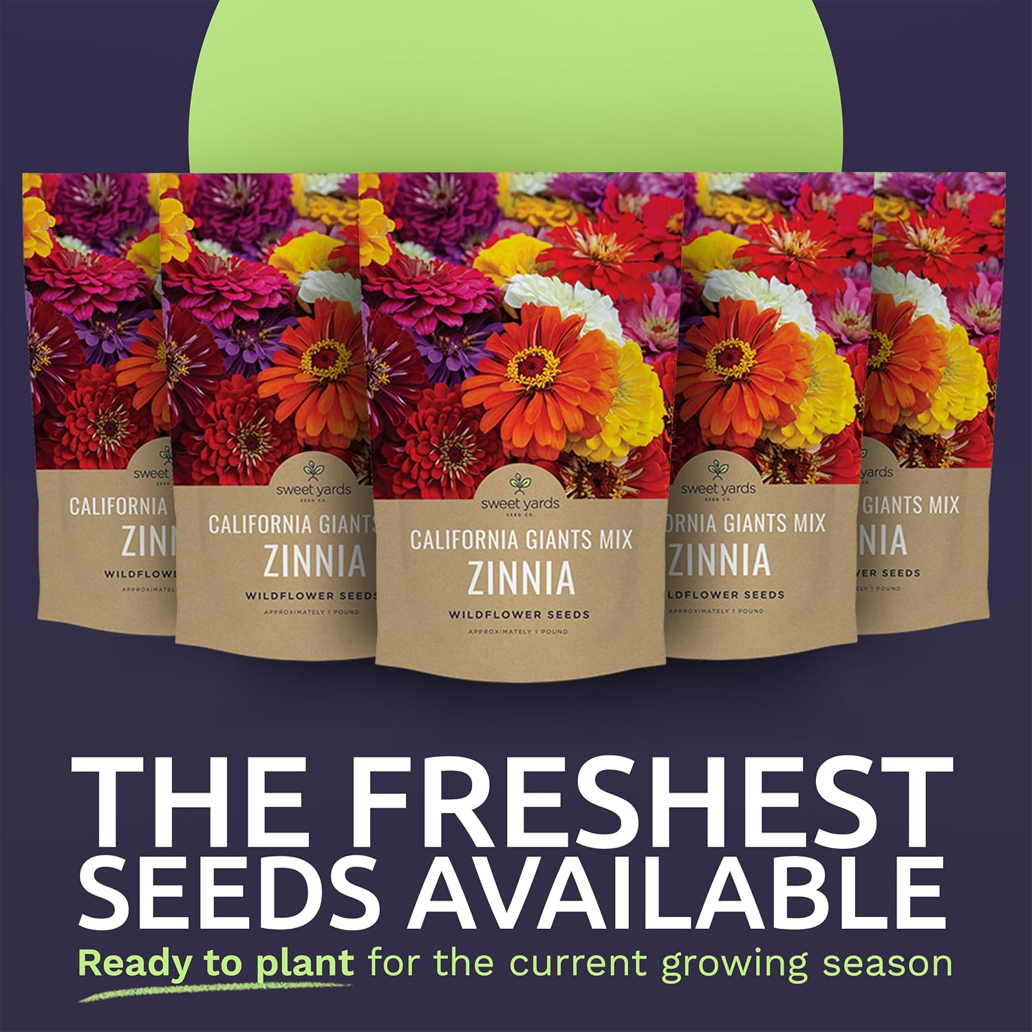 Bulk Zinnia Seeds - California Giants Mix - 5 Pounds - Over 240,000 Flower Seeds - Mixed Colors and Large Blooms