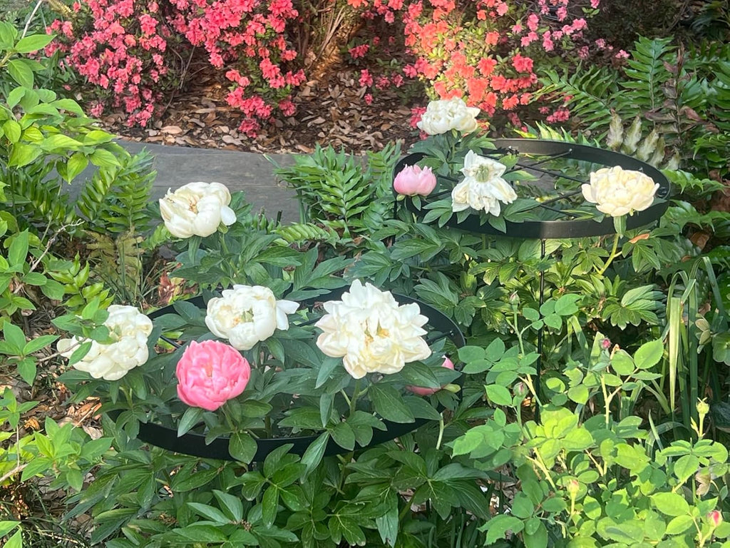23.6" Peony Cages and Supports,Plant Support Ring for Hydrangea | Durable Round Garden Flower Rings,Tall Plant Support