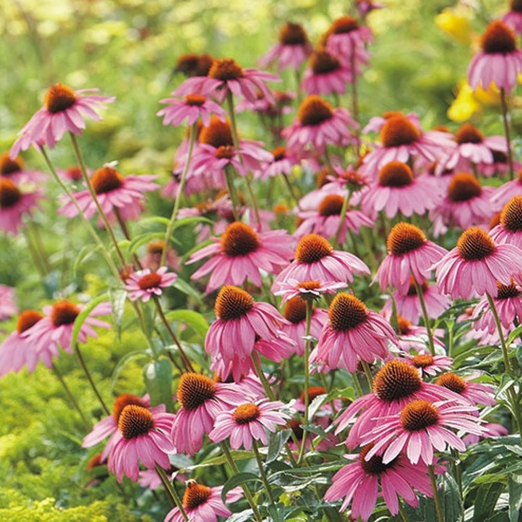 Pop's Birding Hummingbird & Butterfly Wildflower Seed Mix (12-Pack)