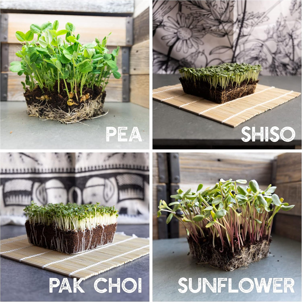 Mountain Valley Seed Co 12 Variety Pack Microgreens Seeds Kit Broccoli Seed | Sprouting Plus Purple Radish, Beet