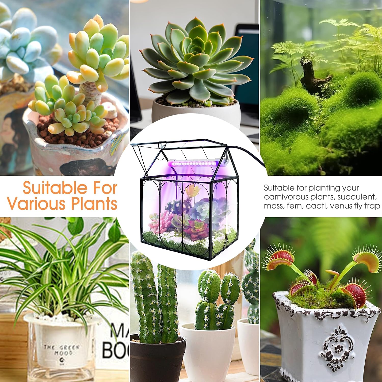 RIFNY Plant Terrarium with Grow Light, Glass Terrarium 7.1 x 4.8 x 8.8 Inch | Terrarium with LED Grow Light and