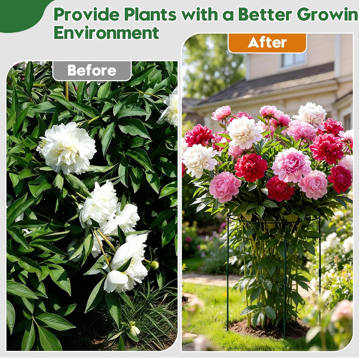 KEOHOLI 8 Pack 11.5" Dx24 H Pack Peony Cages Set Higher Peony Cages and Supports Heavy Duty Metal Plants Support Cage