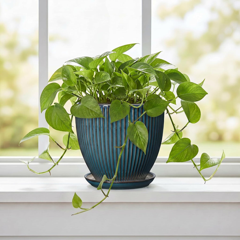 6 Inch Plant Pot, Ceramic Flower Pots for Indoor Plants, Round Planters with Drainage Hole and Saucer, Decorative Small