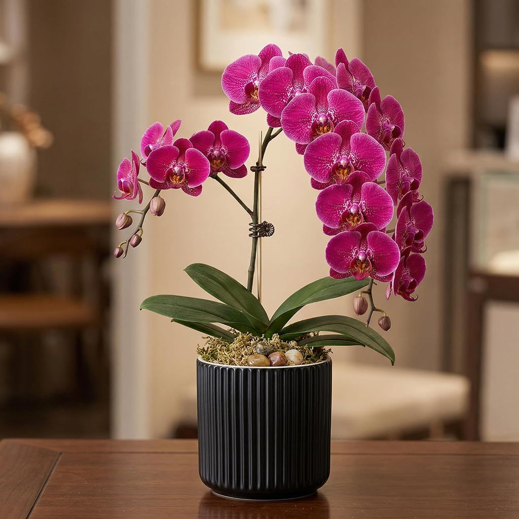 Ceramic Orchid Pot, Clear Nursery Pot & self Watering,5 inch,Black | Dual-Pot System,Root Visibility,Flexible Use for
