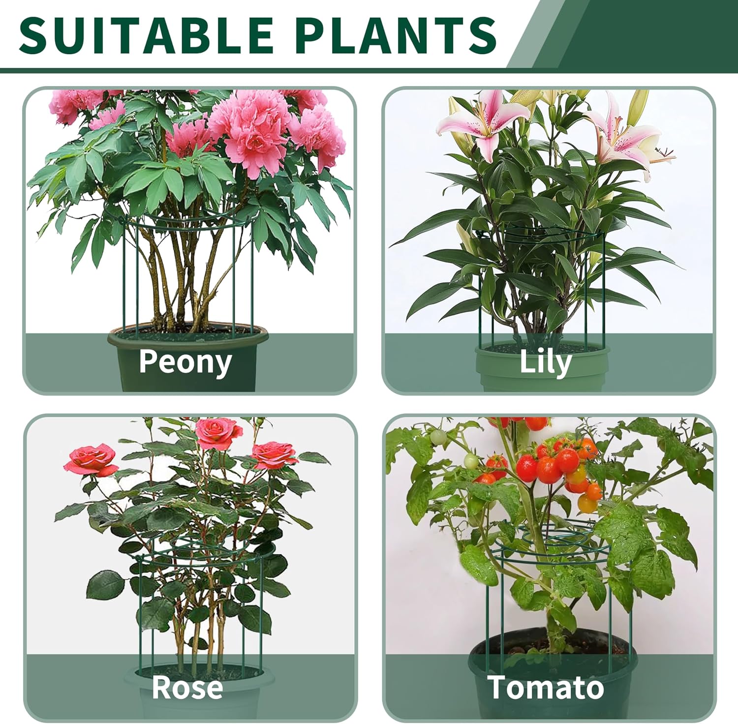 4pack Peony Cages and Supports, 14 x 32 Inch Four Legs Peony Cage, Heavy-Duty Peonies Support Cages, Peony Ring for